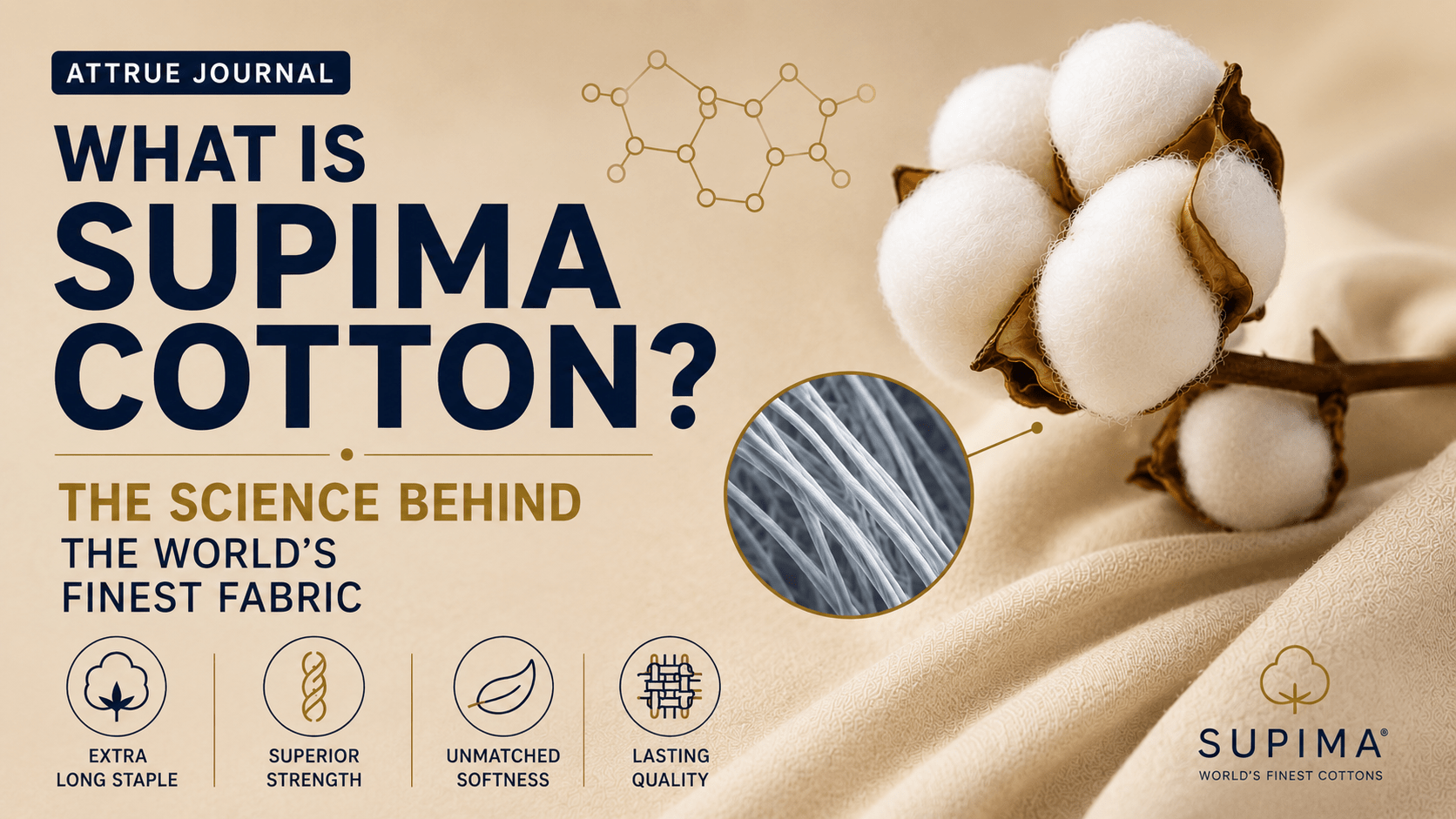 What Is Supima Cotton? The Science Behind the World's Finest Fabric - ATTRUE